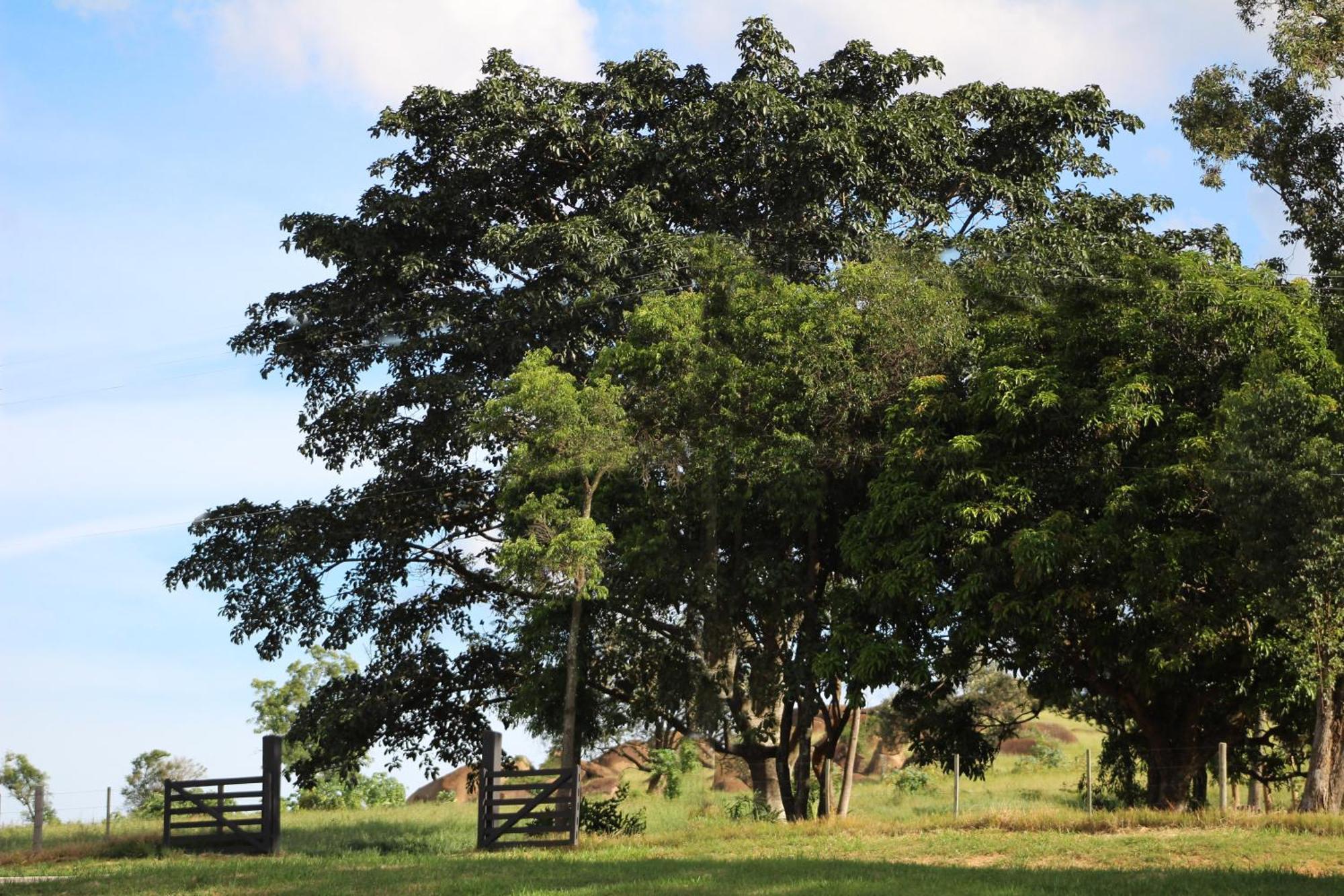 Limoeiro Da Concordia Hotel Fazenda De Charme Cabreúva Esterno foto